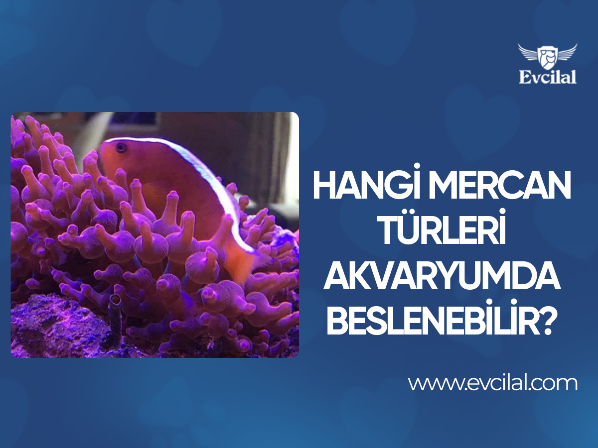 Hangi Mercan Türleri Akvaryumda Beslenebilir?