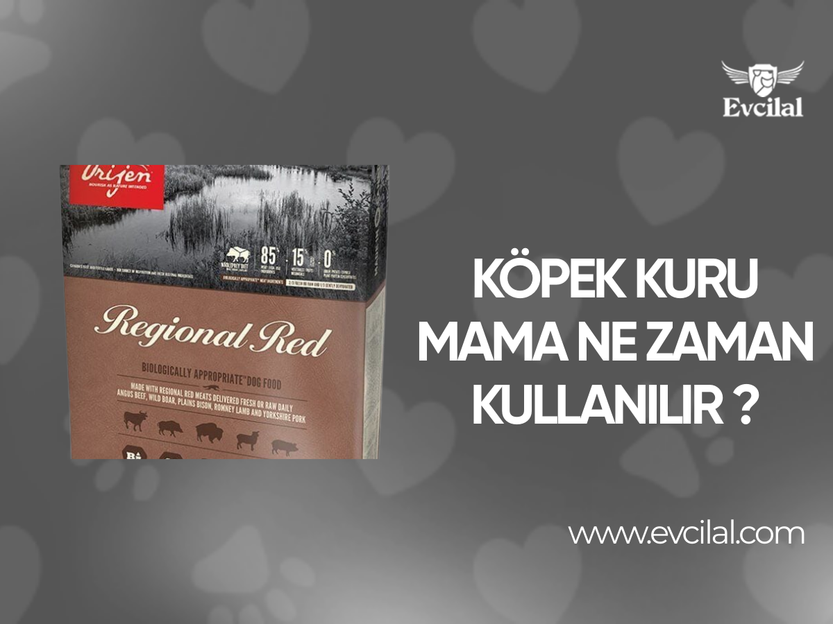 Köpek Kuru Mama Ne Zaman Kullanılır ?