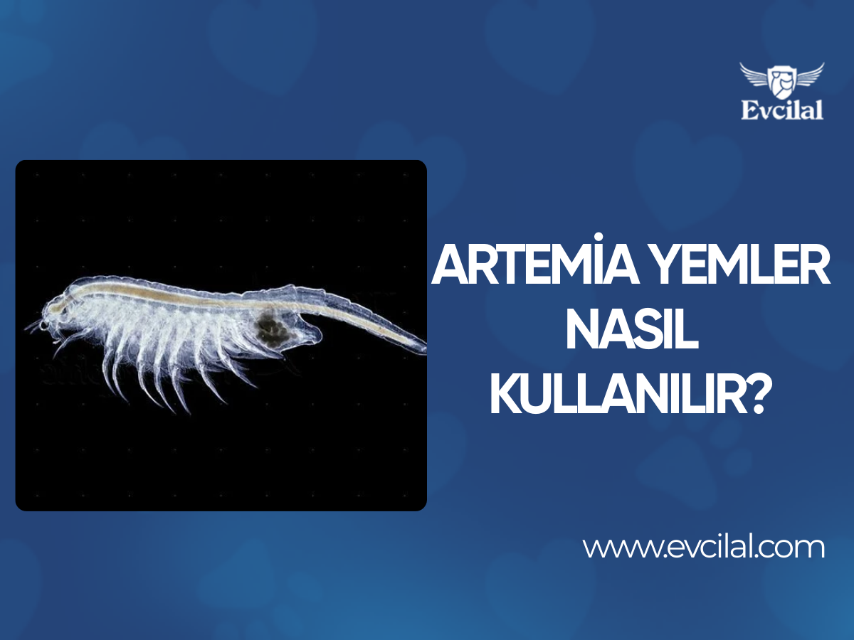 Artemia Yemler Nasıl Kullanılır?