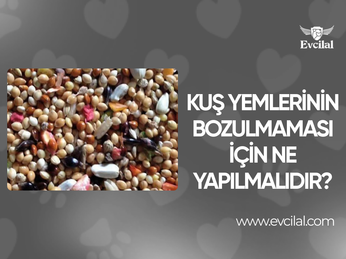 Kuş Yemlerinin Bozulmaması İçin Ne Yapılmalıdır?