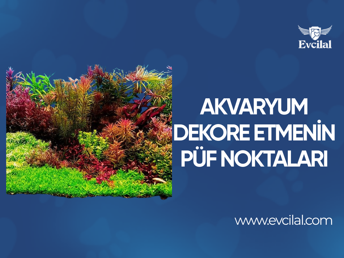 Akvaryum Dekore Etmenin Püf Noktaları