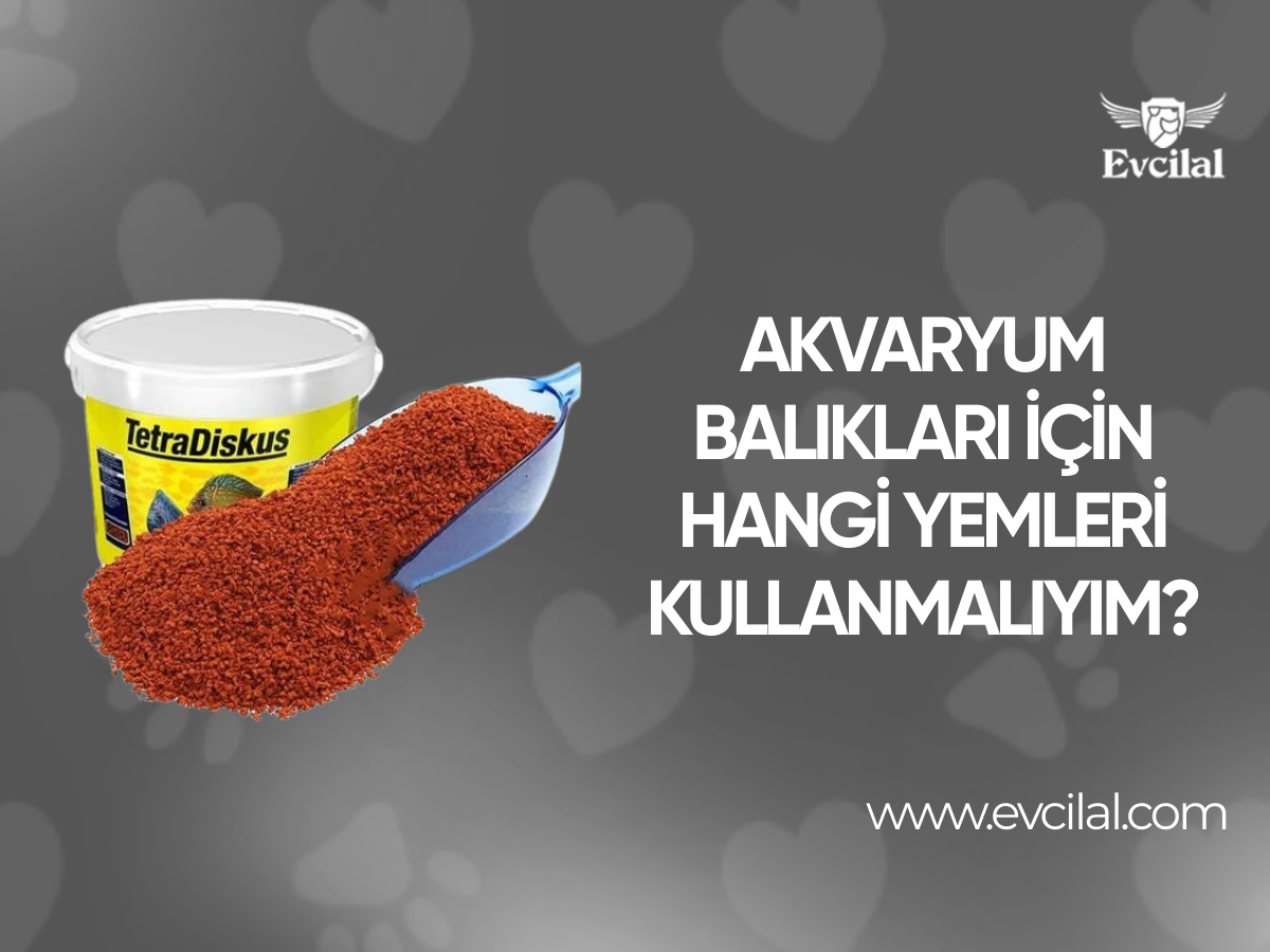 Akvaryum Balıkları İçin Hangi Yemleri Kullanmalıyım?
