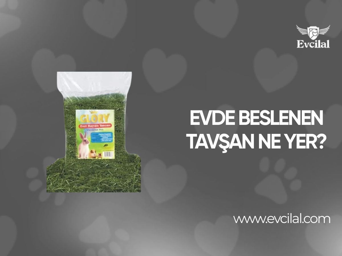 Evde Beslenen Tavşan Ne Yer?