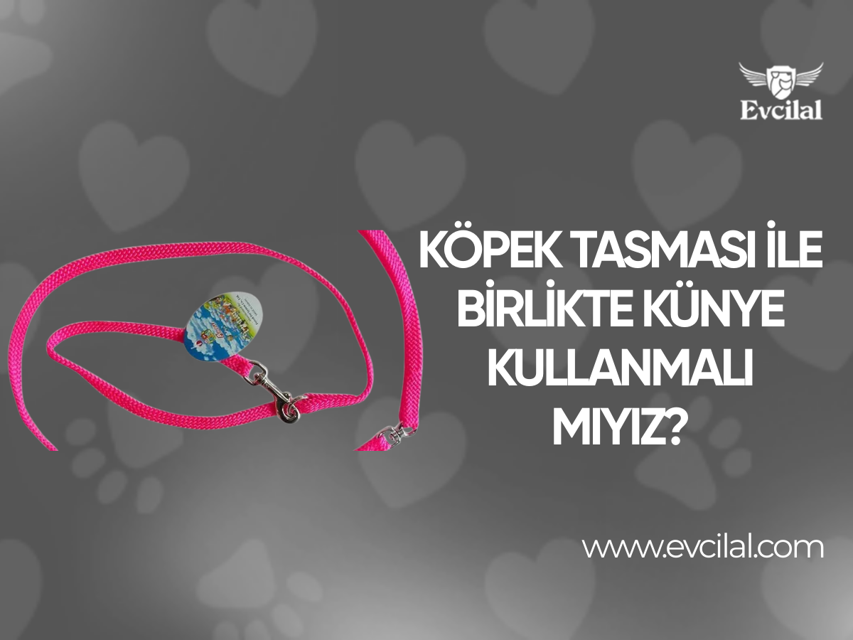 Köpek Tasması İle Birlikte Künye Kullanmalı Mıyız?
