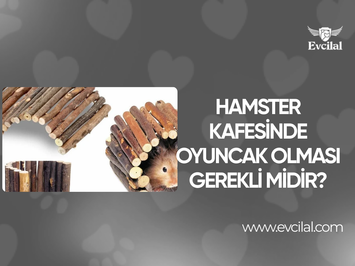 Hamster Kafesinde Oyuncak Olması Gerekli Midir?