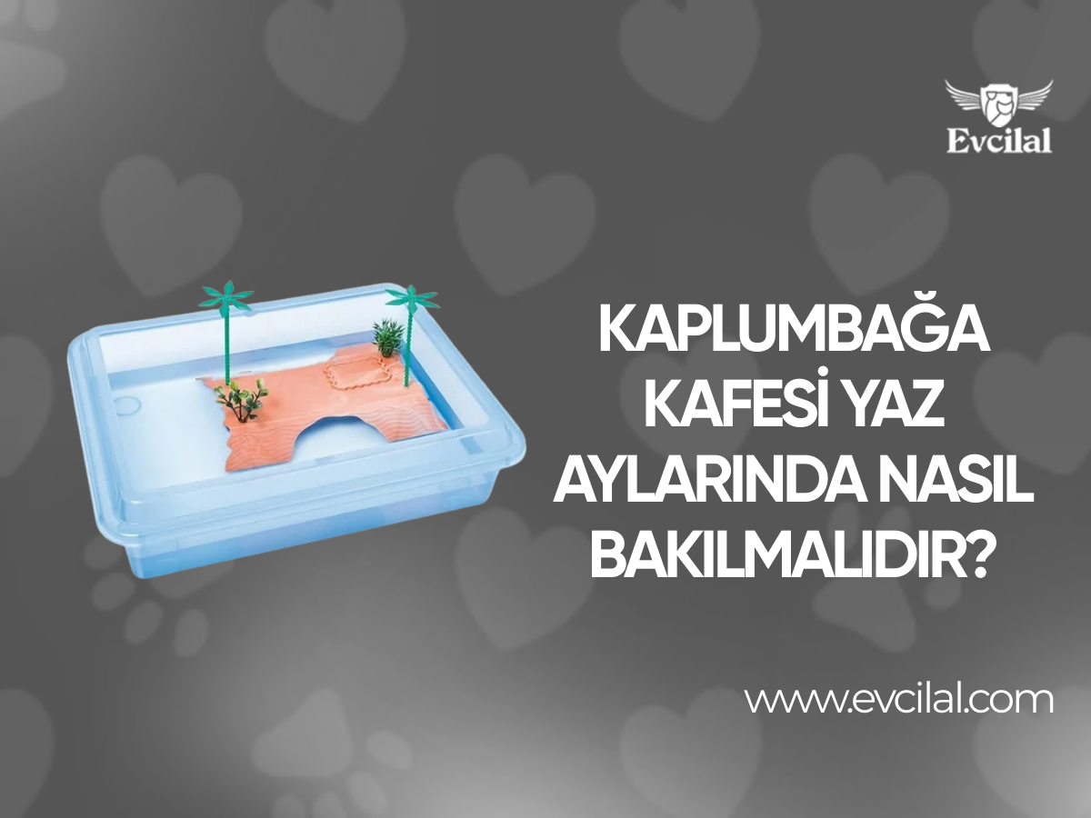 Kaplumbağa Kafesi Yaz Aylarında Nasıl Bakılmalıdır?