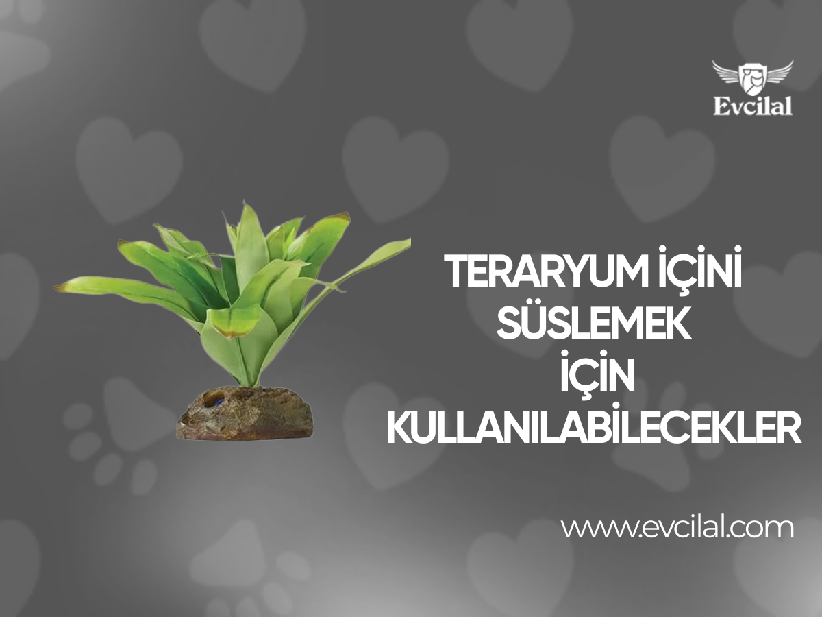 Teraryum İçini Süslemek İçin Kullanılabilecekler