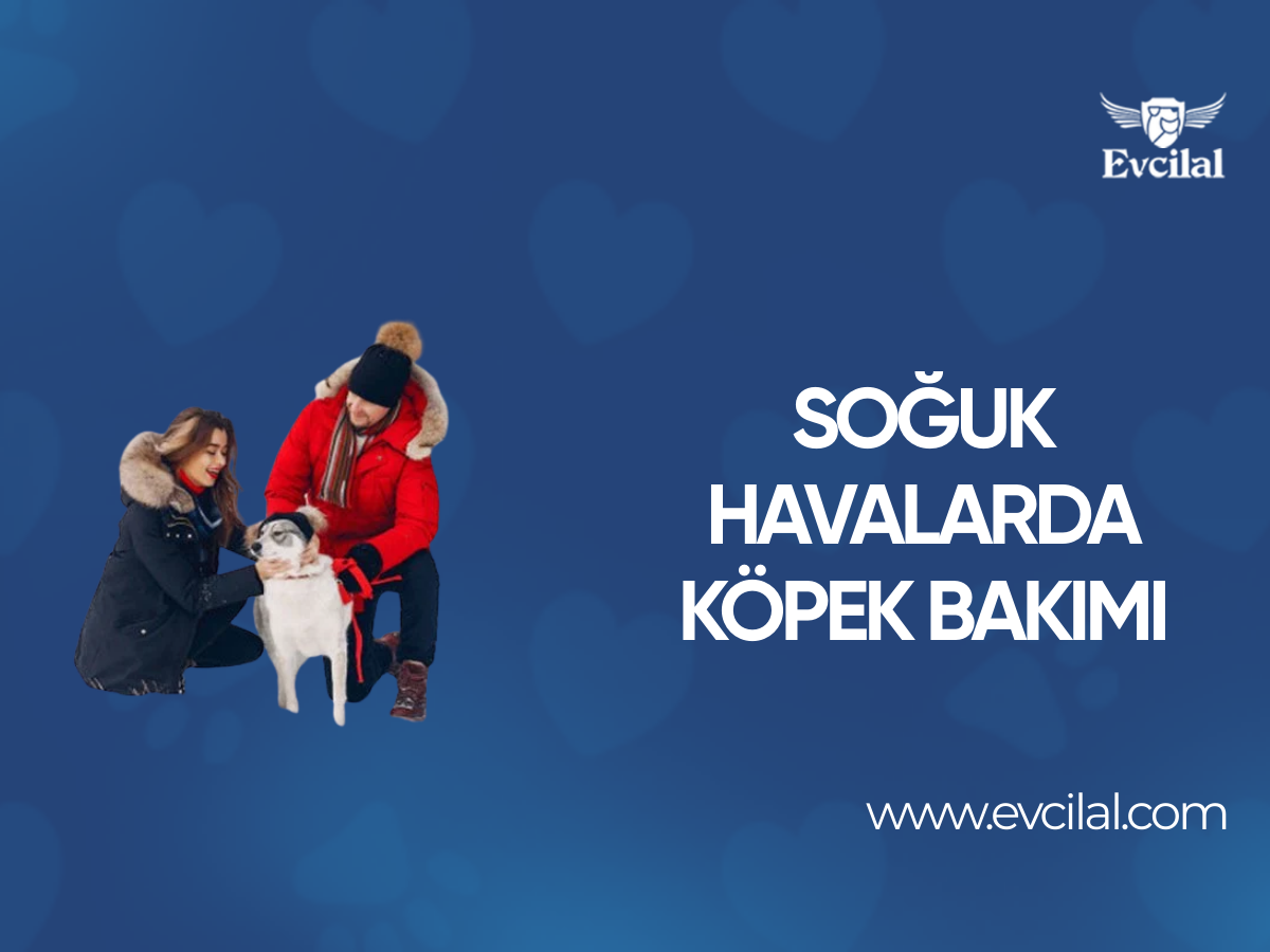 Soğuk Havalarda Köpek Bakımı