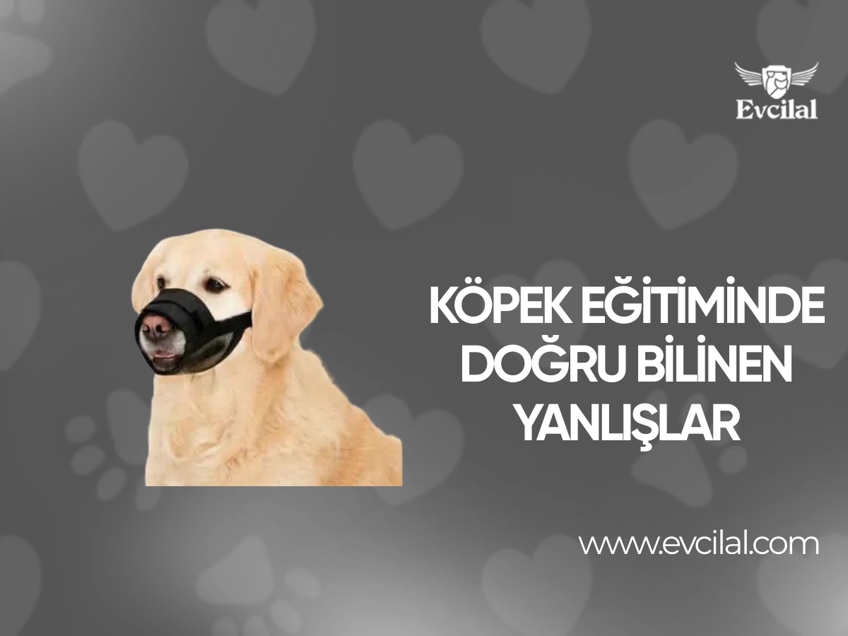Köpek eğitiminde doğru bilinen yanlışlar