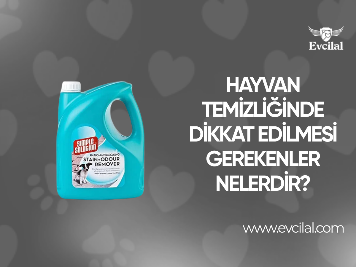 Hayvan Temizliğinde Dikkat Edilmesi Gerekenler Nelerdir?