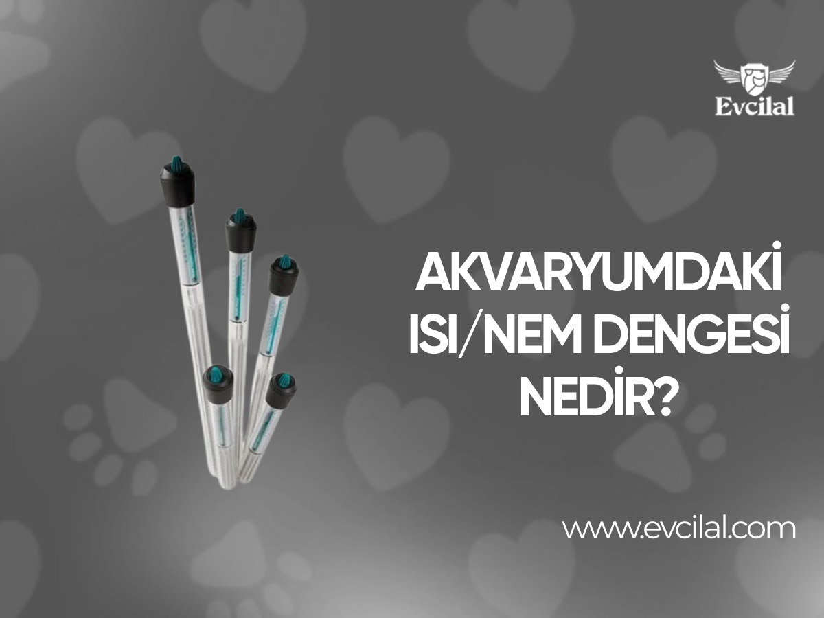 Akvaryumdaki Isı/Nem Dengesi Nedir?