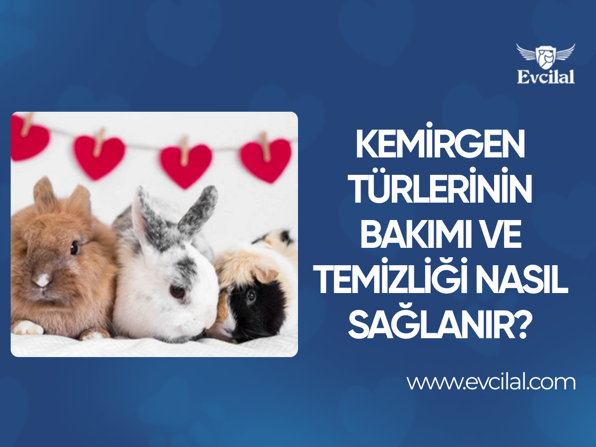 Kemirgen Türlerinin Bakımı ve Temizliği Nasıl Sağlanır?