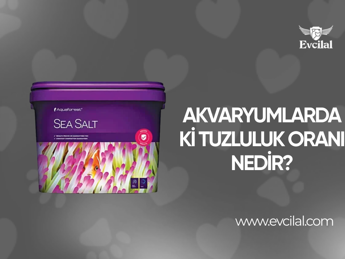 Akvaryumlardaki Tuzluluk Oranı Nedir?
