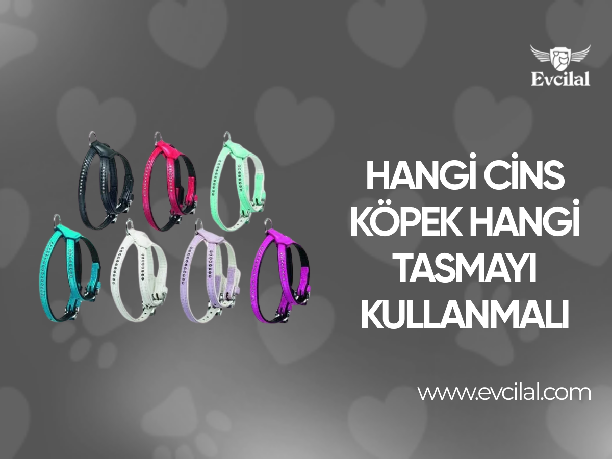 Hangi Cins Köpek Hangi Tasmayı Kullanmalı