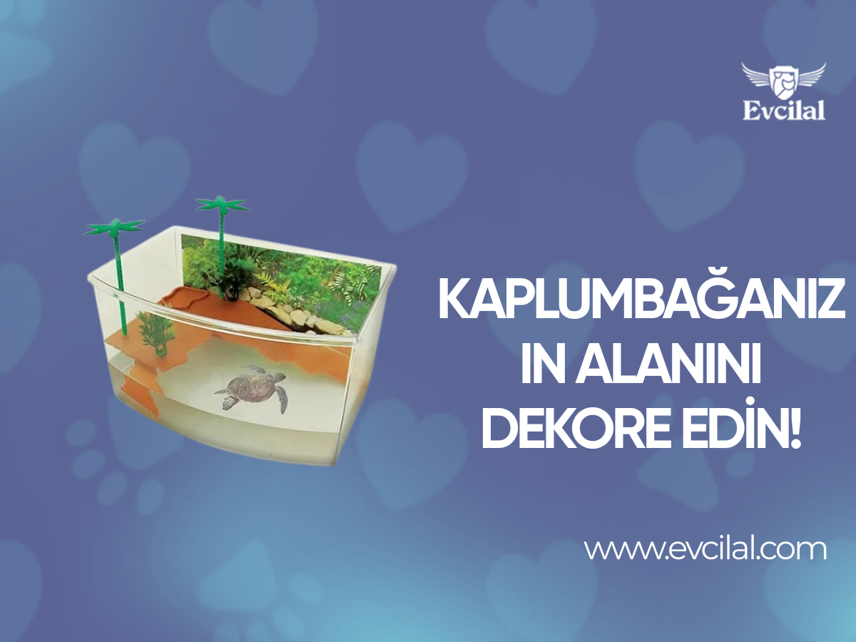Kaplumbağanızın Alanını Dekore Edin!