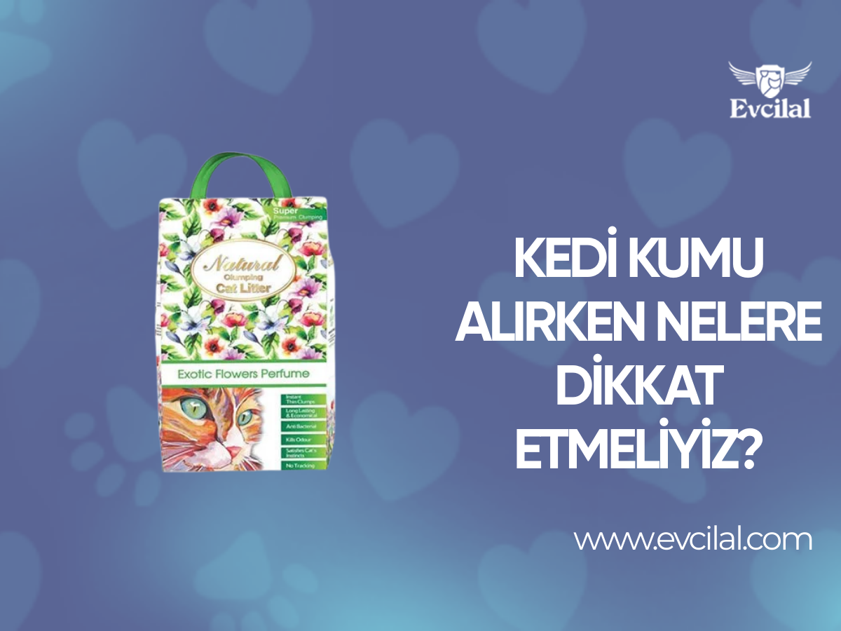 Kedi Kumu Alırken Nelere Dikkat Etmeliyiz?