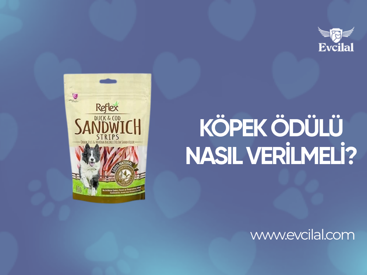 Köpek Ödülü Nasıl Verilmeli?