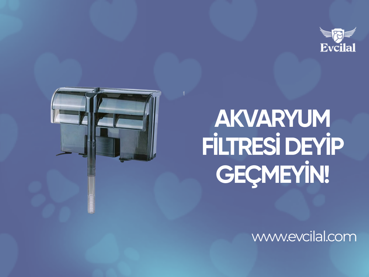Akvaryum Filtresi Deyip Geçmeyin!