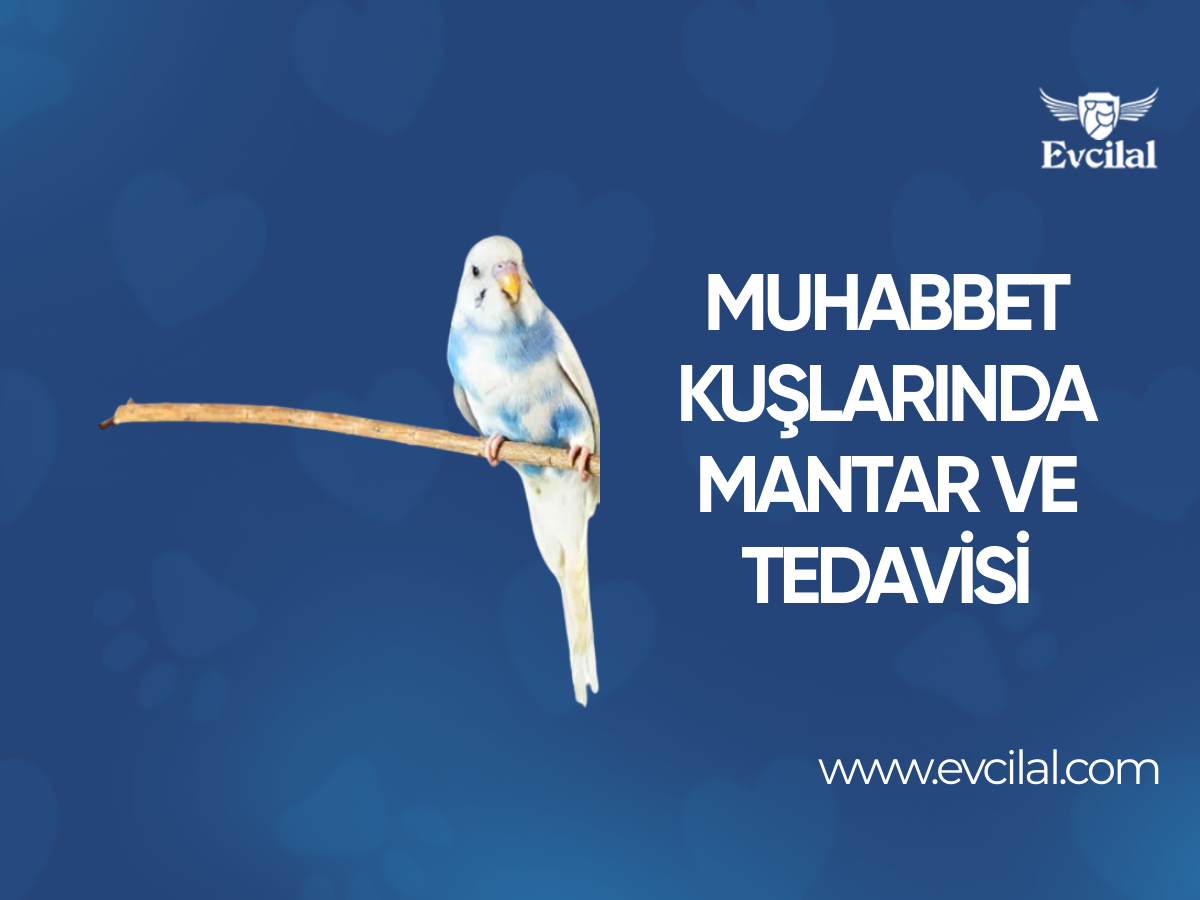 Muhabbet Kuşlarında Mantar ve Tedavisi