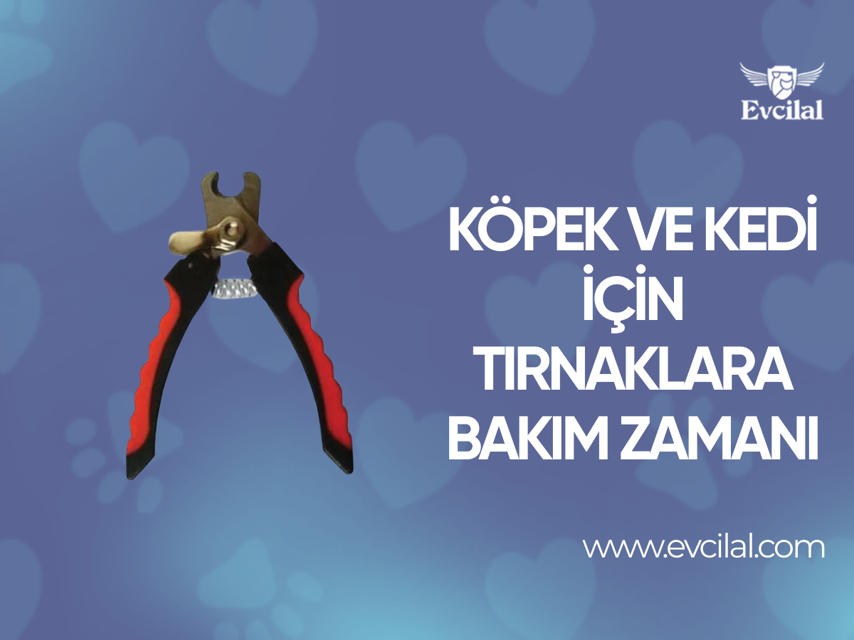 Köpek Ve Kedi İçin Tırnaklara Bakım Zamanı