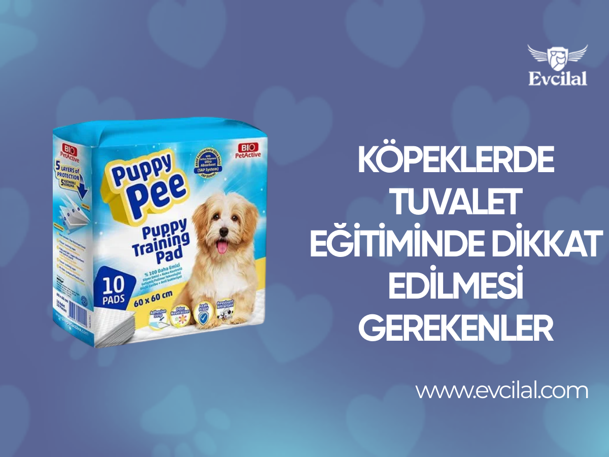 Köpeklerde Tuvalet Eğitiminde Dikkat Edilmesi Gerekenler
