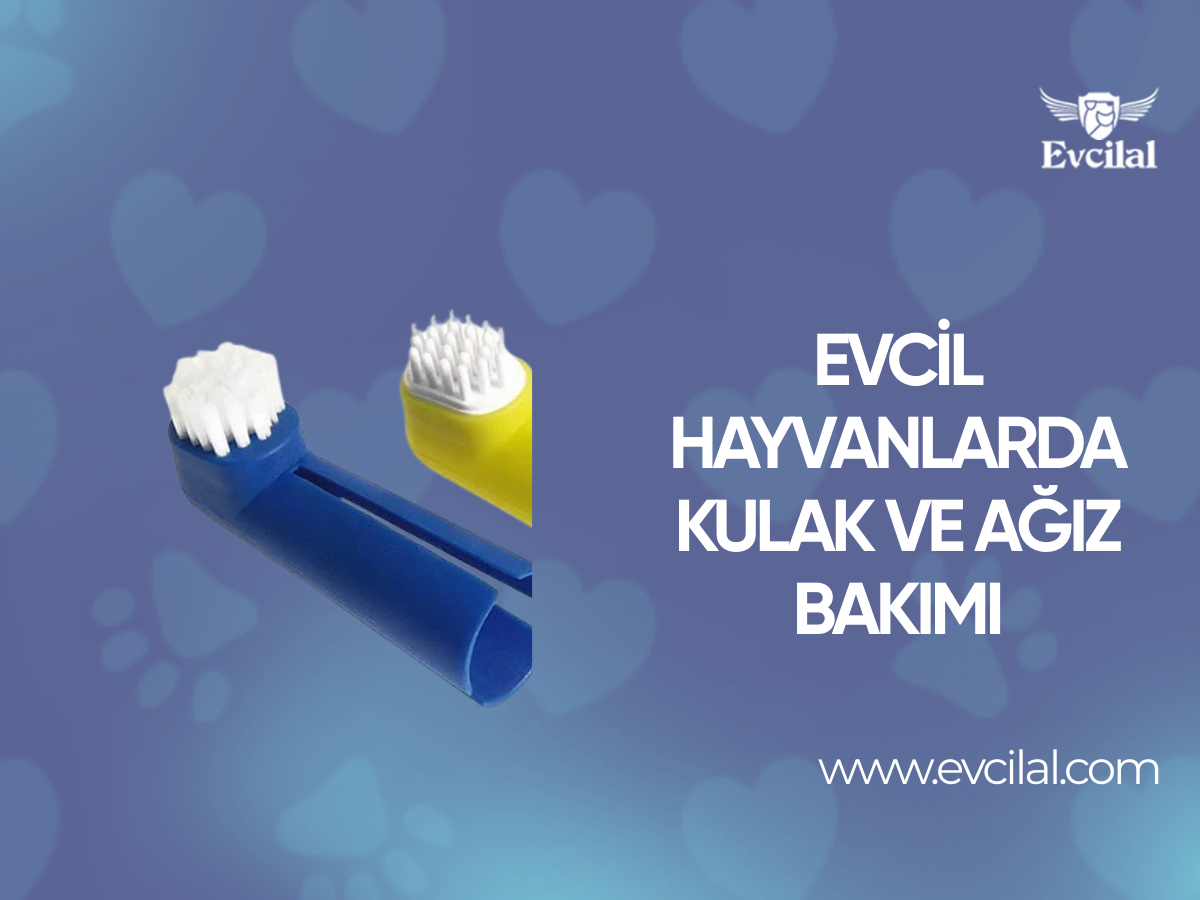 Evcil Hayvanlarda Kulak Ve Ağız Bakımı Nasıl Olmalıdır?