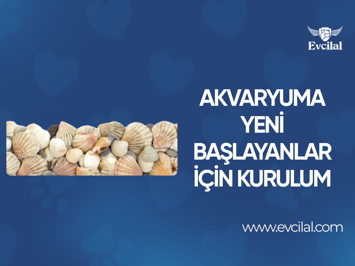 Balık Tutkusu Artık Evde: Yeni Başlayanlar İçin Akvaryum Kurulumu