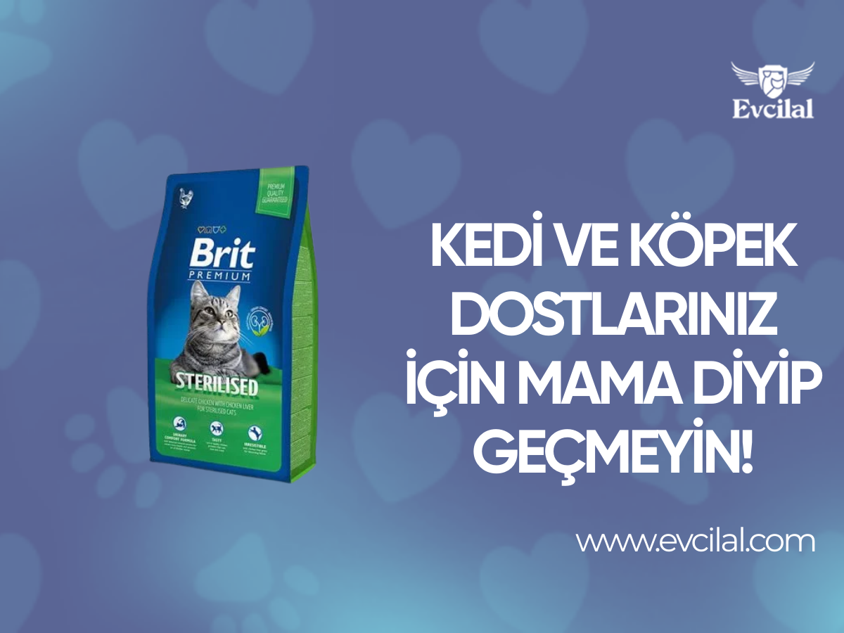 Kedi Ve Köpek Dostlarınız İçin Mama Diyip Geçmeyin!