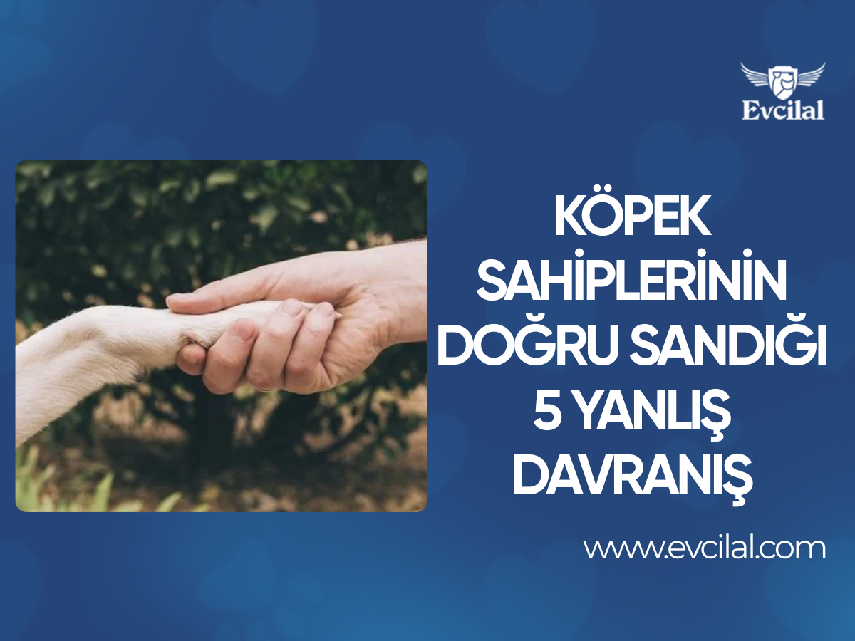 Köpek Sahiplerinin Doğru Sandığı 5 Yanlış Davranış