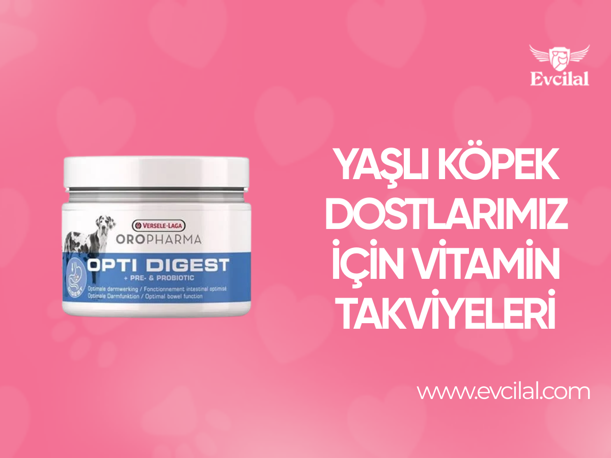 Yaşlı Köpek Dostlarımız İçin Vitamin Takviyeleri