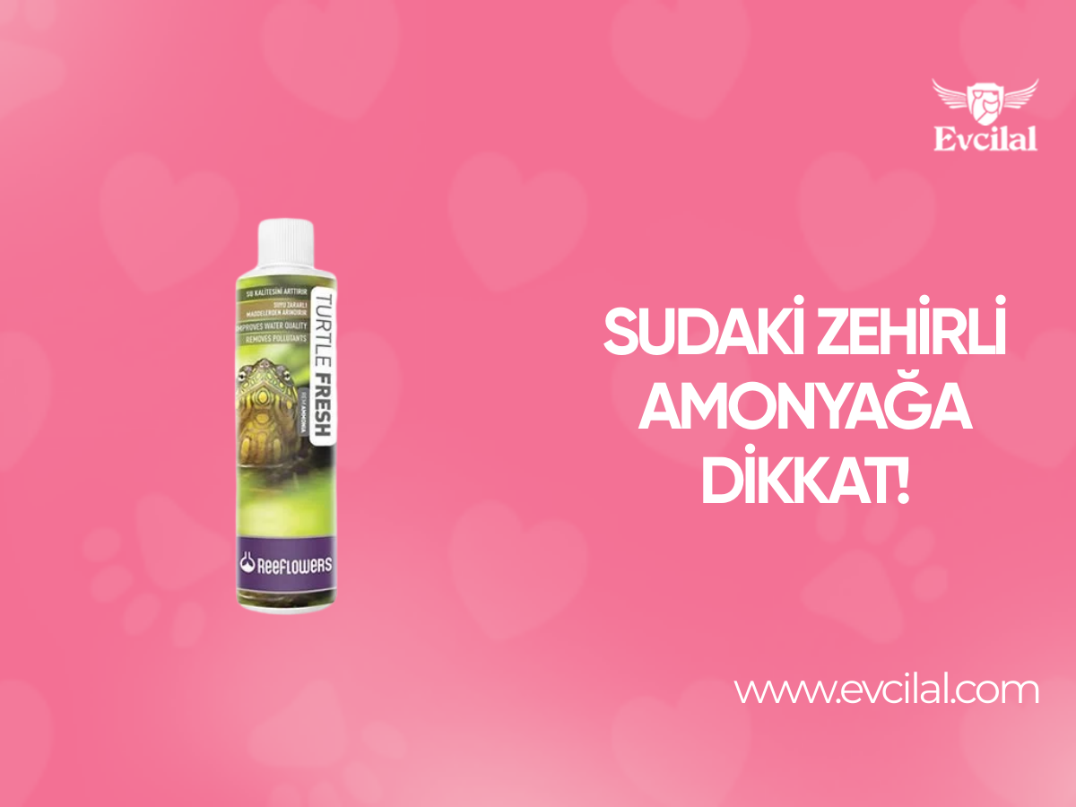 Sudaki Zehirli Amonyağa Dikkat!