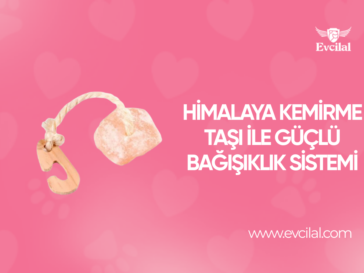 Himalaya Kemirme Taşı İle Güçlü Bağışıklık Sistemi