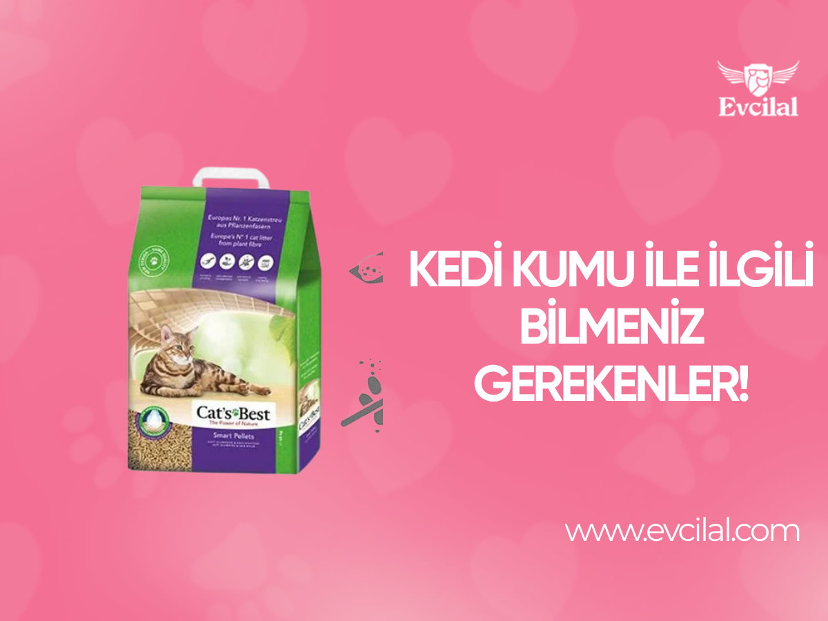 Kedi Kumu İle İlgili Bilmeniz Gerekenler!