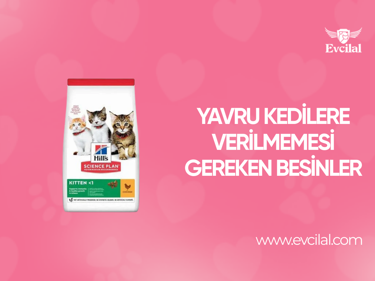 Yavru Kedilere Verilmemesi Gereken Besinler