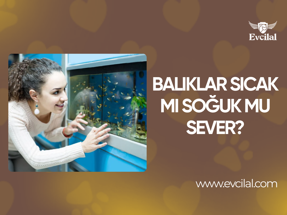 Balıklarınız Sıcak mı, Soğuk mu Seviyor? Akvaryum Isısını Ayarlama