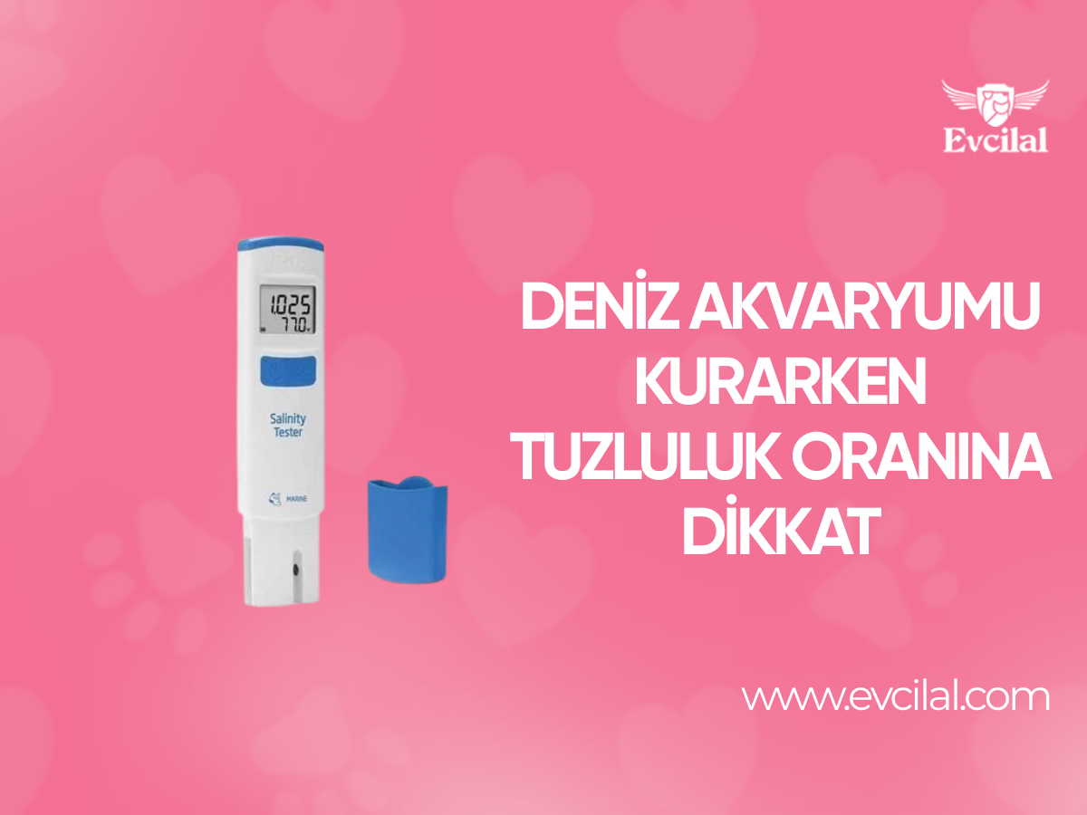Deniz Akvaryumu Kurarken Tuzluluk Oranına Dikkat