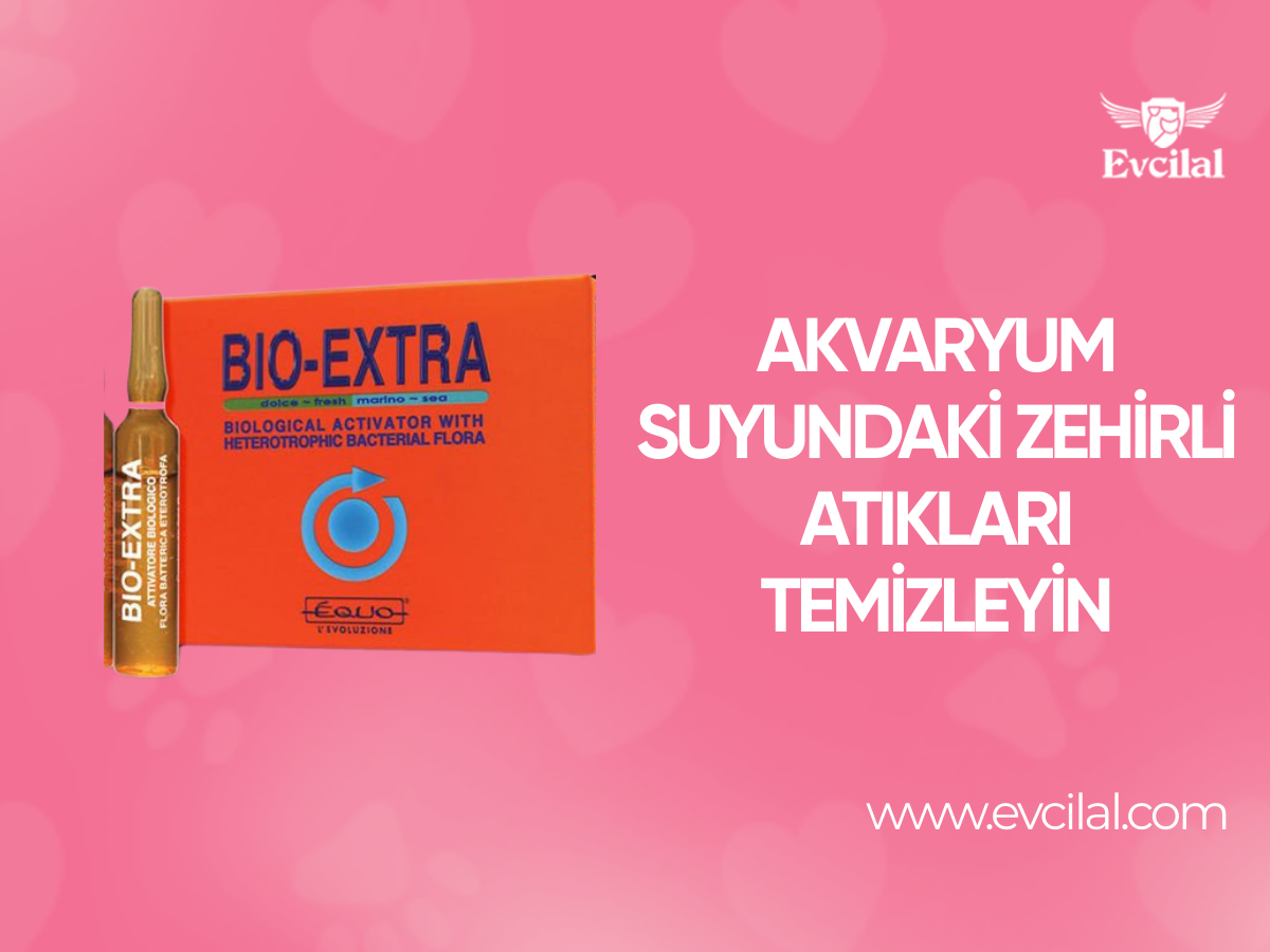 Akvaryum Suyundaki Zehirli Atıkları Temizleyin