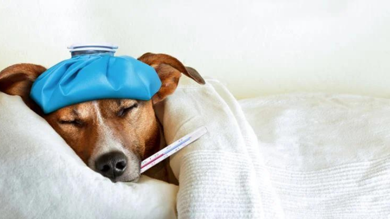Köpek Nezlesi Ve Dikkat Etmeniz Gerekenler