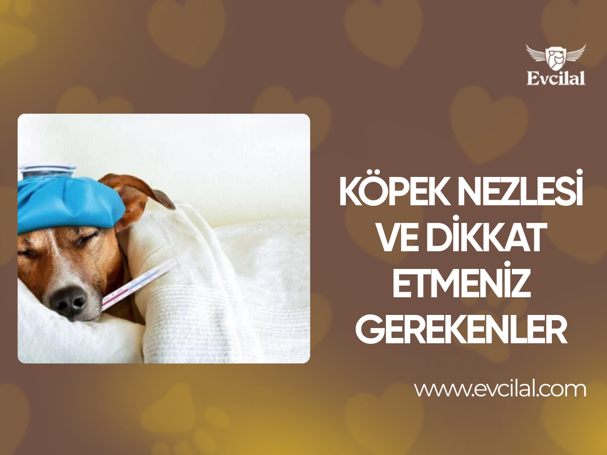 Köpek Nezlesi Ve Dikkat Etmeniz Gerekenler
