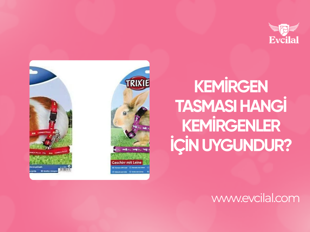 Kemirgen Tasması Hangi Kemirgenler İçin Uygundur?