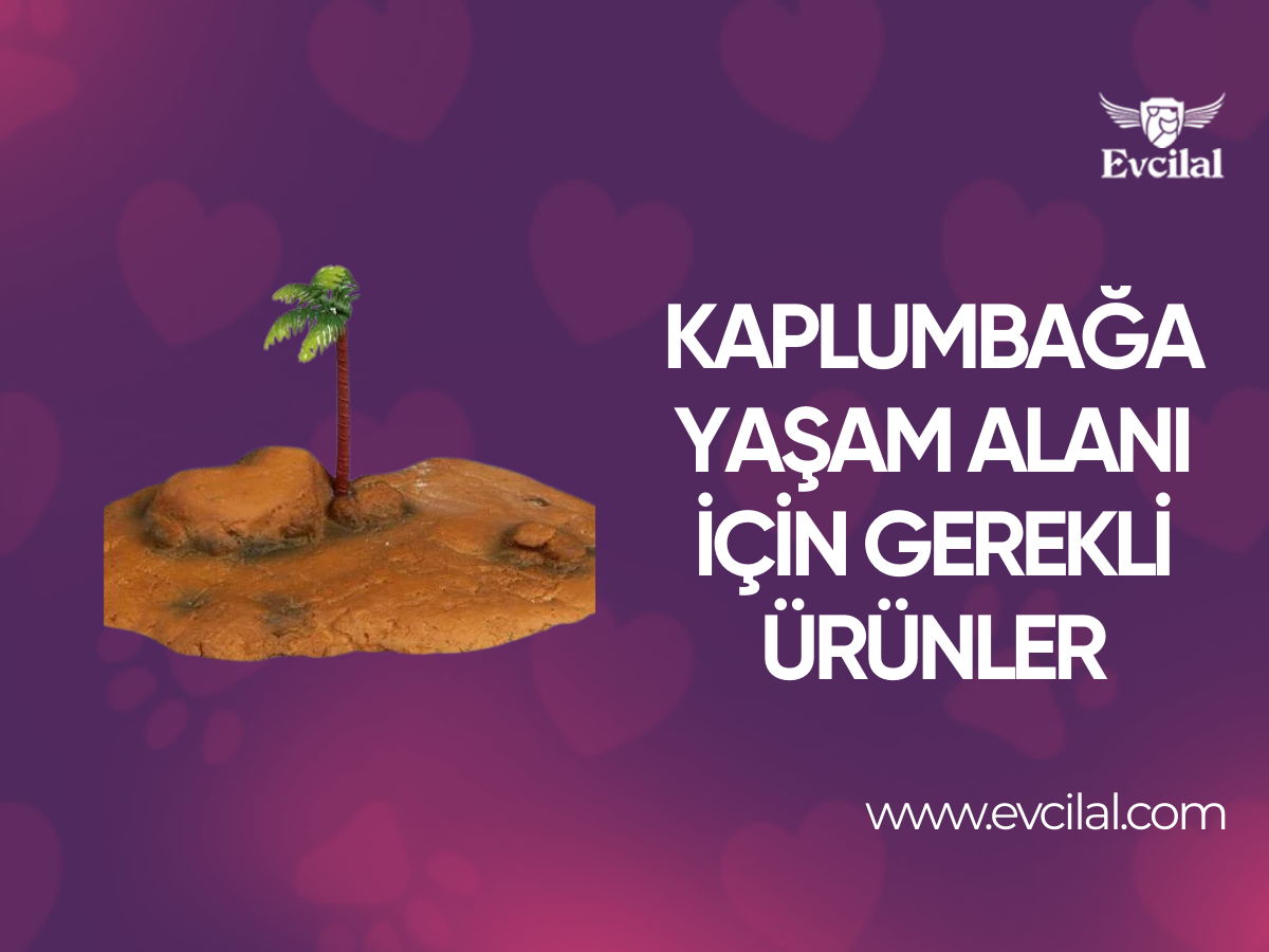 Kaplumbağa Yaşam Alanı Oluştururken Neler Gereklidir