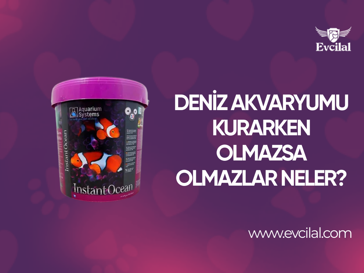 Deniz Akvaryumu Kurarken Olmazsa Olmazlar Neler?