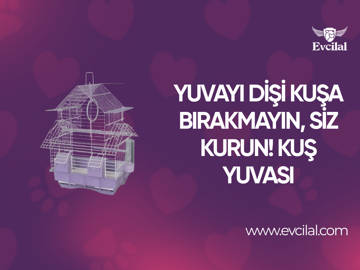 Yuvayı Dişi Kuşa Bırakmayın, Siz Kurun! Kuş Yuvası