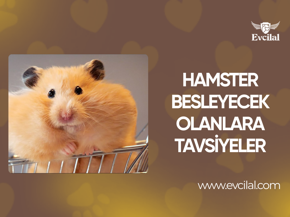  Hamster Besleyecek Olanlara Tavsiyeler
