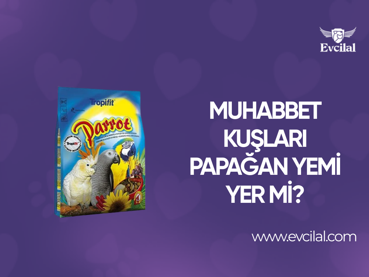 Muhabbet Kuşları Papağan Yemi Yer mi?