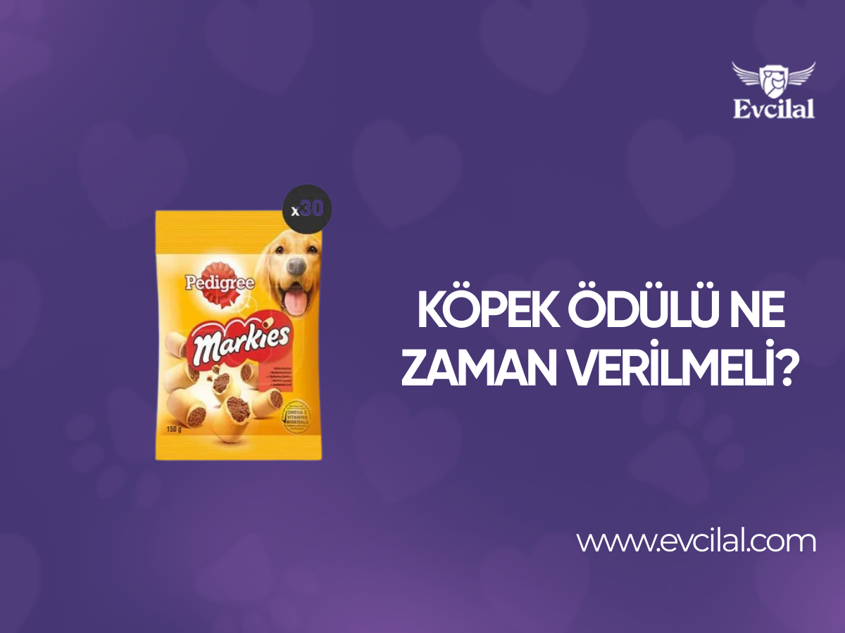 Köpek Ödülü Ne Zaman Verilmeli?