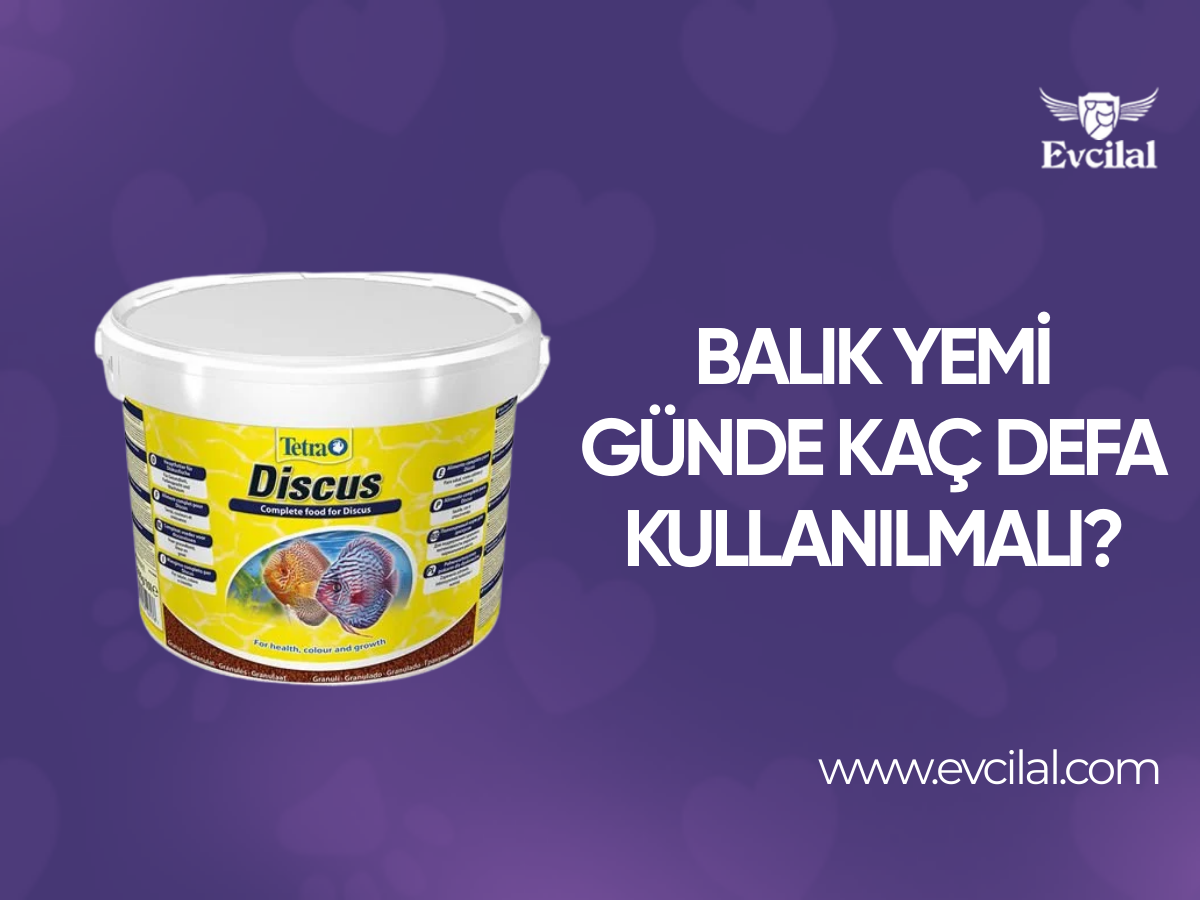 Balık Yemi Günde Kaç Defa Kullanılmalı?