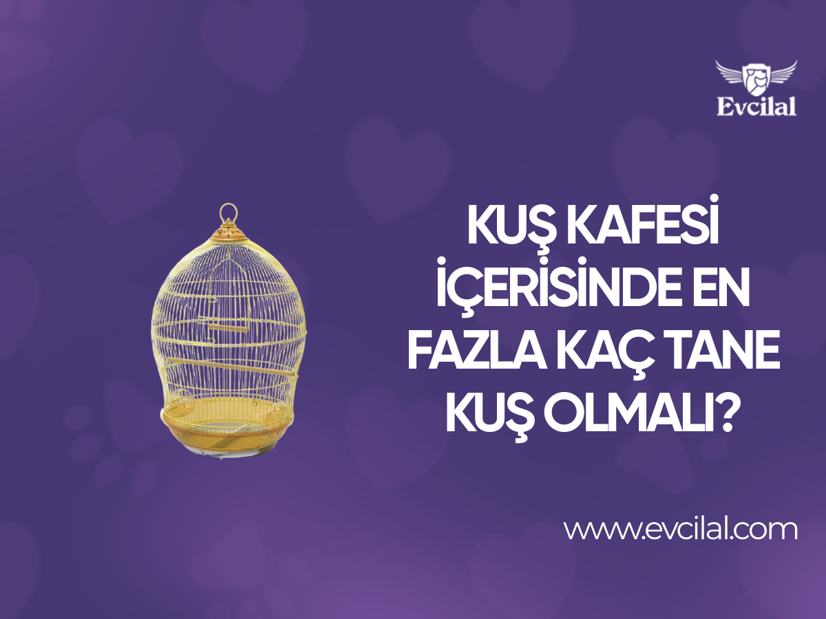 Kuş Kafesi İçerisinde En Fazla Kaç Tane Kuş Olmalı?