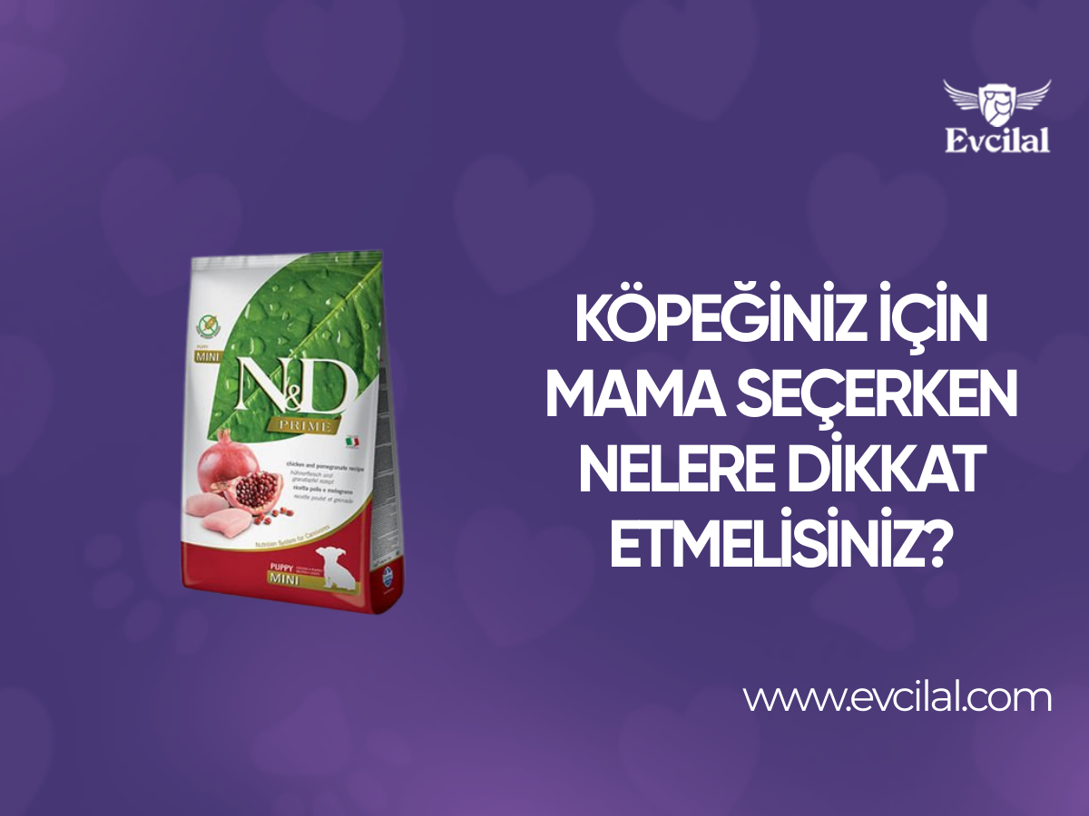 Köpeğiniz için Mama Seçerken Nelere Dikkat Etmelisiniz?