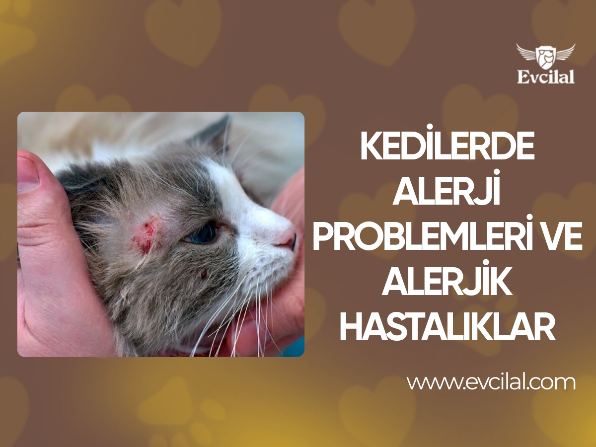 Kedilerde Alerji Problemleri ve Alerjik Hastalıklar